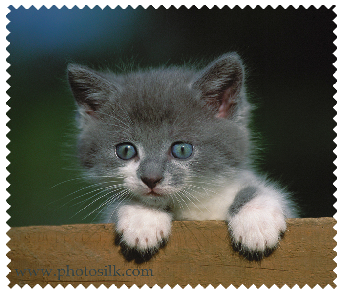 Grey Kitten