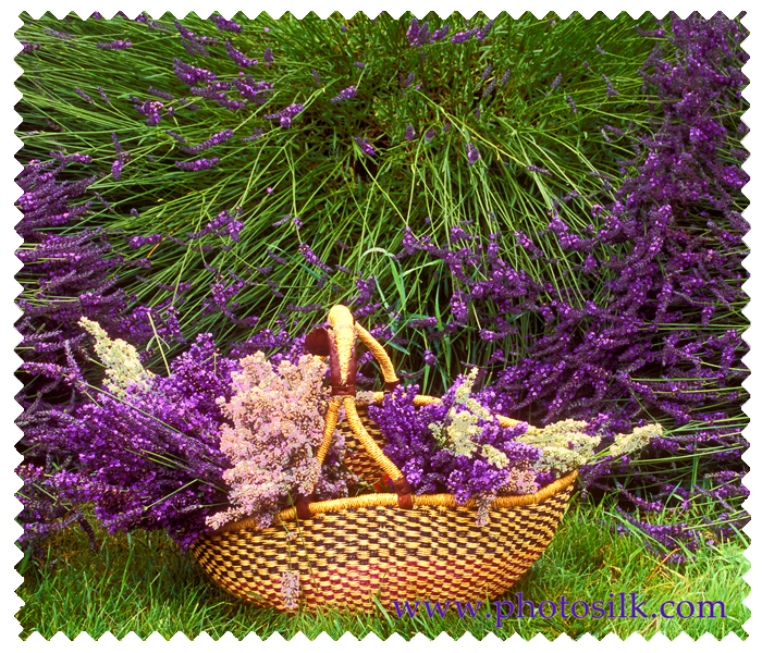 Lavender Basket