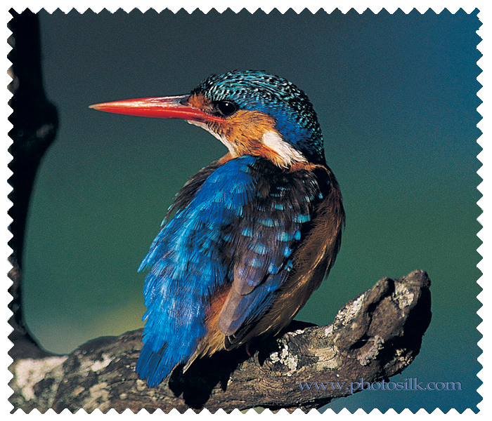 Malachite Kingfisher