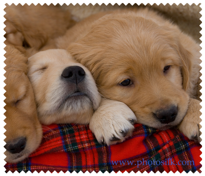 Puppy Dreams
