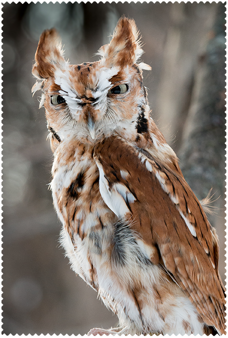 Ralph's Owl