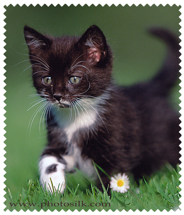 Tuxedo Kitten